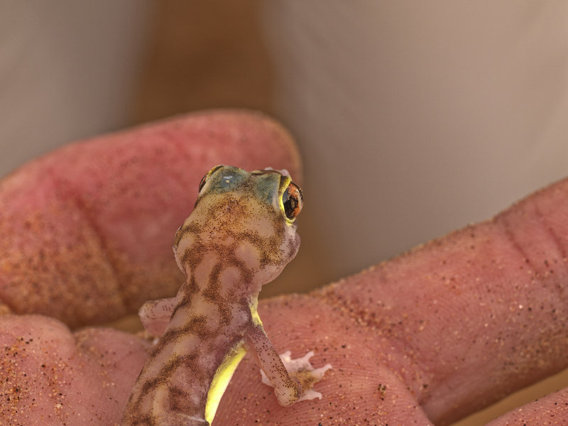 Swakopmund, Palmato Gecko